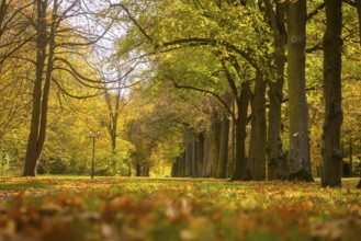 The Great Garden in Dresden is a park of Baroque origin. The Great Garden has been remodelled many