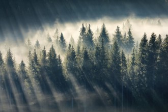 Fog and forest in Oberägeri in the canton of Zug, Switzerland, Europe