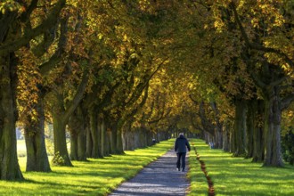 Dense chestnut tree avenue at the Rhine dike near Neuss, Deichallee, autumn, colourful leaves,
