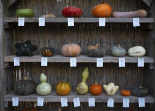 Classification, nomenclature, labelling shelf with various pumpkins, pumpkin exhibition, pumpkins,