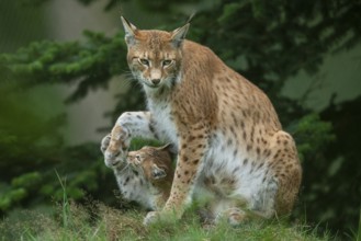 Lynx (Lynx lynx) with young in the forest, Haltern, North Rhine-Westphalia, Germany, Europe