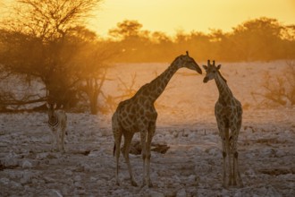 Angolan giraffe (Giraffa giraffa angolensis), two giraffes in the backlight at sunset, atmospheric