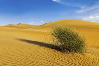 Dunes of Thar Desert. Sam Sand dunes, Rajasthan, India, Asia