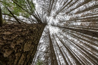 Forest dieback in the Arnsberg Forest nature park Park, over 70 per cent of the spruce trees are