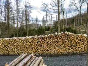 Felled, stacked spruce trunks, forest dieback in the Arnsberg Forest nature park Park, over 70 per