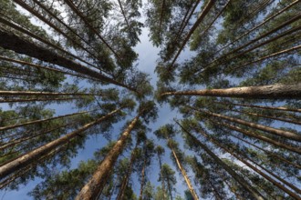 Treetops, Forest, Isojärvi National Park, Finland, Europe