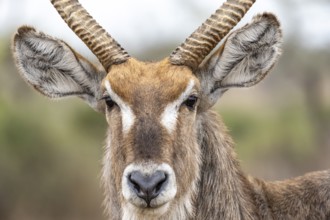 Ellipsen waterbuck (Kobus ellipsiprymnus), adult male, animal portrait, Kruger National Park, South