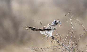 African grey hornbill (Tockus nasutus), adult male with caterpillar in beak, sitting in a bush,