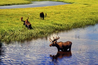 Moose, North America: Moose, Yellowstone Park, oldest national park in the world, Wyoming, USA,