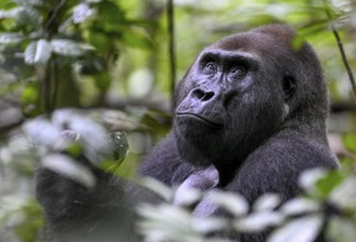 Western lowland gorilla (Gorilla gorilla gorilla), male, silverback, Baï-Hokou, Dzanga-Ndoki