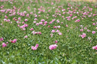 Opium poppy (Papaver somniferum), cultivation of edible poppy, poppy field, pink flowers and seed