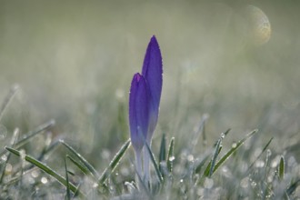 Crocus with frost in the early morning, February, Germany, Europe