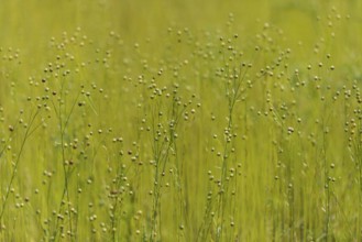 Linen as meadow planting, renewable raw materials, traditional, arable farming, agriculture,