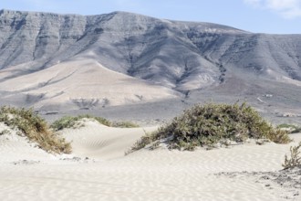 Dune landscape, Playa de Famara, Lanzarote, Canary Islands, Spain, Europe