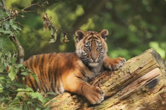 Sumatran tiger (Panthera tigris sumatrae), young, captive, native to Sumatra, Indonesia, Asia