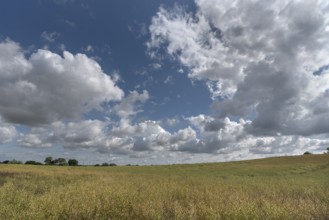 Ripe rape field (Brassica napus), cloudy sky Mecklenburg-Vorpommern, Germany, Europe