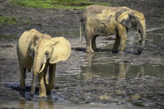 African forest elephants (Loxodonta cyclotis) in the Dzanga Bai forest clearing, Dzanga-Ndoki