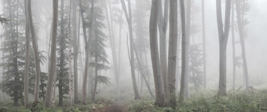 Panorama, Natural beech forest in the morning mist, near Freyburg (Unstrut), Saxony-Anhalt,