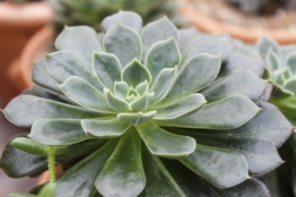 Beautiful succulent plant in greenhouse. Closeup, floral patterns, selective focus