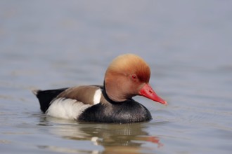 Red-crested pochard (Netta rufina), male, Camargue, Provence, southern France
