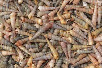 Common tower snail (Turritella communis) empty shells on the beach, Camargue, Provence, southern