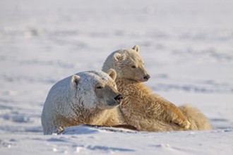 Polar bears (Ursus maritimus), polar bear mother and young in the snow, Kaktovik, Arctic National