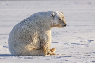 Polar bear (Ursus maritimus), sitting in the snow, sunny, Kaktovik, Arctic National Wildlife