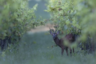 Roebuck in summer, leaf time, Wittlich, Rhineland-Palatinate, Germany, Europe