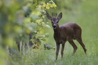 Roebuck in summer, leaf time, Wittlich, Rhineland-Palatinate, Germany, Europe