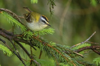 Goldcrest, Regulus ignicapillus, Luce, Mountain area, Luce, Styria, Slovenia, Europe
