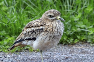 Eurasian stone-curlew, Eurasian thick-knee (Burhinus oedicnemus) portrait in autumn, fall