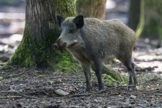 Wild boar (Sus scrofa), Vulkaneifel, Rhineland-Palatinate, Germany, Europe