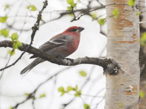 Pine Grosbeak (Pinicola enucleator), adult male perched in a Birch tree, May, Finnish Lapland