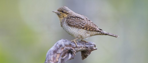 Wryneck on perch, (Jynx torquilla), Ormoz area, Ormoz, Podravska, Slovenia, Europe