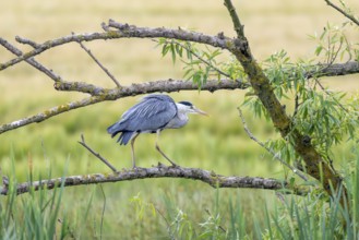 Grey heron (Ardea cinerea), Vulkaneifel, Rhineland-Palatinate, Germany, Europe