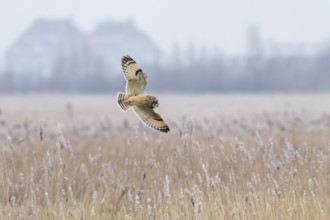 Short-eared owl (Asio flammeus) flying over reed bed, reeds on a misty day in winter