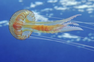 Mauve stinger (Pelagia noctiluca) Fire jellyfish Umbrella jellyfish Cnidarian swims through blue