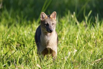 South American forest fox (Cerdocyon thous) Pantanal Brazil