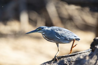Mongrove Heron (Butorides striatus) Pantanal Brazil