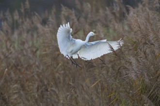 Great White Egret (Egretta alba) Germany