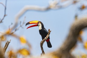 Giant toucan (Ramphastos toco) Pantanal Brazil