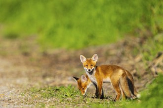 Fox (Vulpes vulpes) puppies Germany