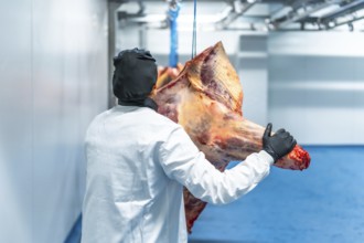 Rear view of a female butcher transporting meat along a cold storage room in a factory