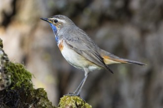 Bluethroat (Luscinia svecica cyanecula) Male Germany
