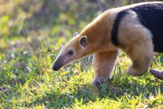 Southern tamandua (Tamandua tetradactyla) Pantanal Brazil