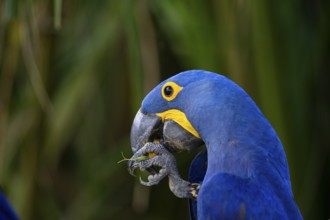Hyacinth Macaw (Anodorhynchus hyacinthinus) Pantanal Brazil