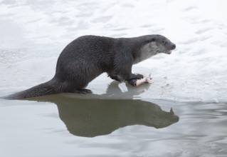 Otter (Lutra lutra) eating prey fish at a partly frozen pond, snow, Germany, Europe
