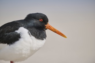 Eurasian oystercatcher (Haematopus ostralegus) portrait, on the beach, Düne, Helgoland,