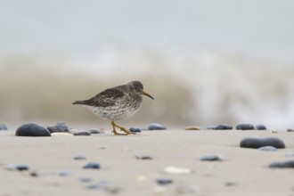 Purple sandpiper (Calidris maritima) on the beach, Düne, Helgoland, Schleswig-Holstein, Germany,