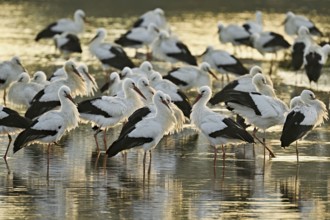 White storks (Ciconia ciconia), large flock roosting in shallow water, Flachsee, Canton Aargau,